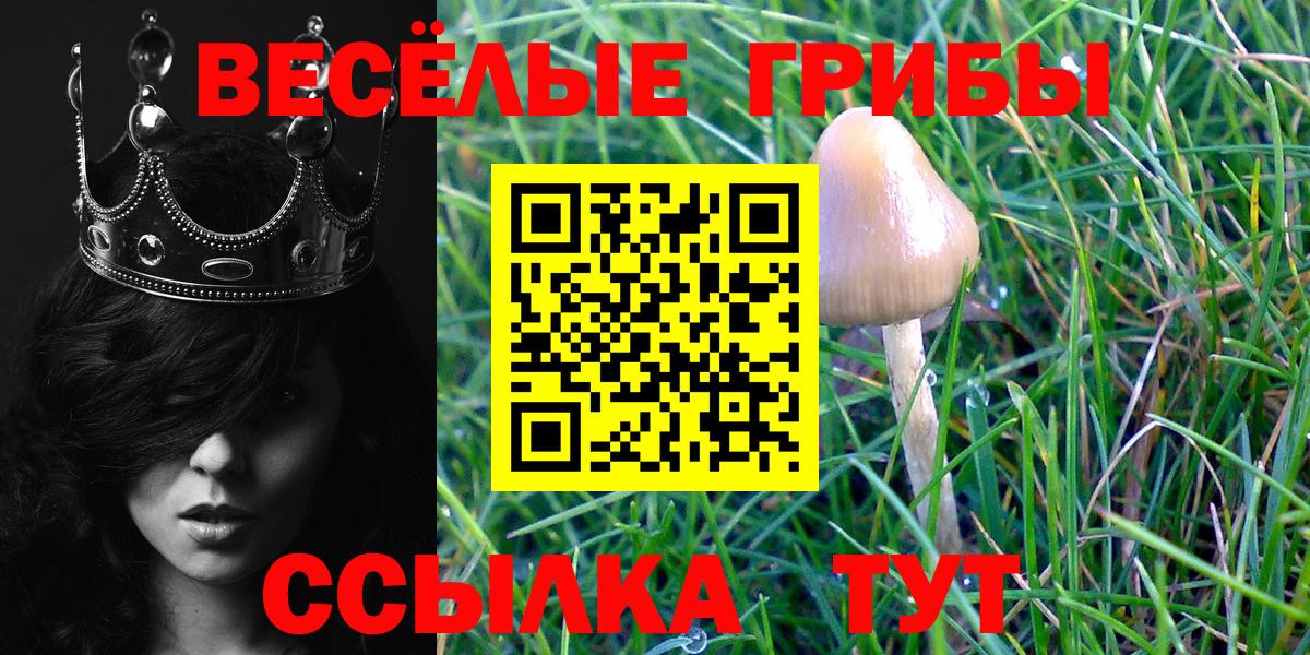 Псилоцибиновые грибы мицелий Заводоуковск